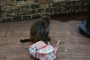 猴子旁的彩色背包