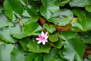 绿叶丛中绽放的粉色睡莲