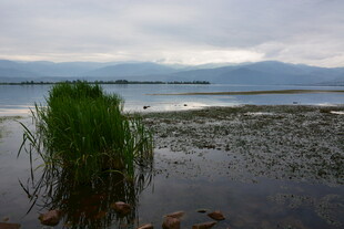 湖畔水草 静谧自然景致