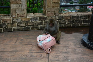 猴子好奇打量地上行李箱