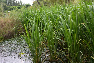 湿地中的茂盛绿色植物