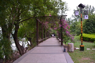 林荫步道的静谧美景