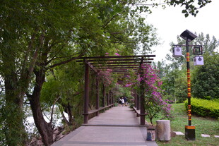 林荫步道上的浪漫花架