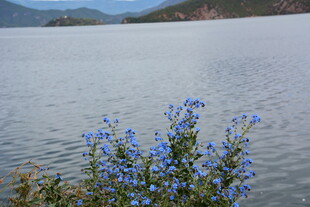 湖畔蓝花绽放的自然美景
