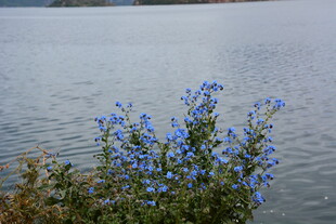 湖畔蓝花绽放