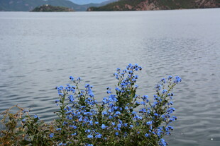 湖畔蓝花绽放