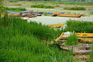 河畔草间停泊的多彩小船