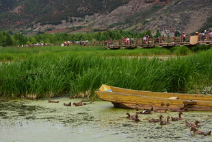 湖畔孤舟伴游鸭