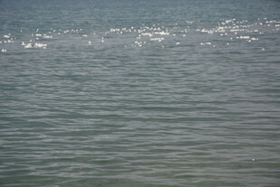 海面上成群飞翔的白色鸟儿