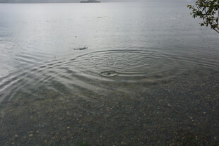 湖面涟漪 静谧自然之景