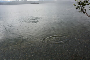 雨滴落水面泛起层层涟漪