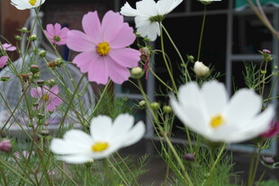 多彩波斯菊绽放庭院