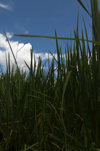 草地之上的蓝天与白云