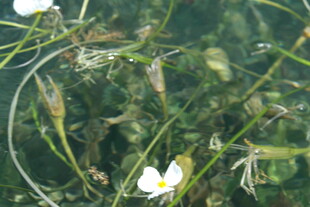 水中绽放的白色小花