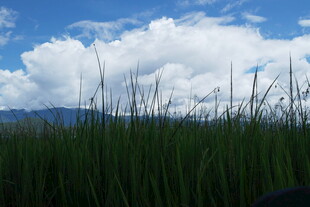 草原上的蓝天与茂盛青草