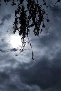 阴云下的树枝与朦胧日光