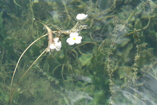 水中绽放的白色小花