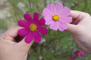 手捧两朵美丽波斯菊