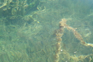 水下神秘植物景观