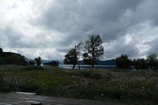 阴天下的草地与树木景观