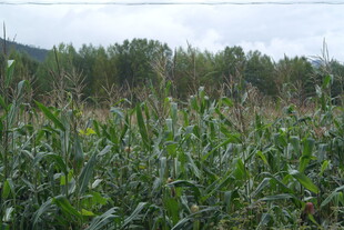 田野中的茂盛玉米植株