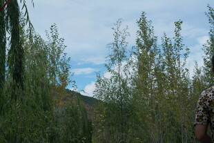 户外葱郁树木与蓝天景象