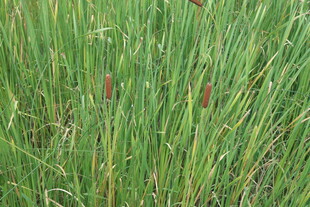 绿色芦苇丛中的蒲棒