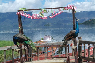 湖畔木架上的美丽孔雀