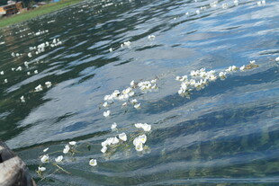 波光粼粼的水面