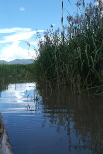 宁静河景 芦苇相伴