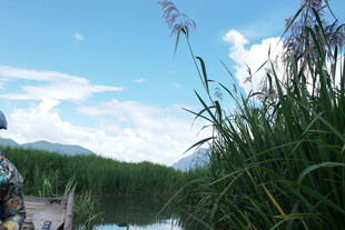 河畔芦苇与蓝天白云景致