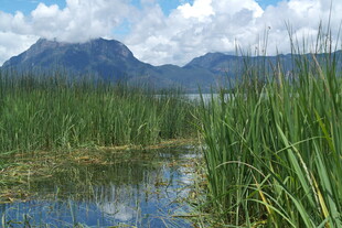 湖畔芦苇与远山美景