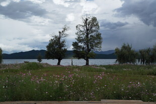 湖畔草木与阴沉天空之景