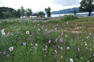 野外繁花盛开的美丽草地