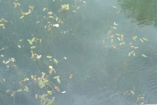 水面漂浮的绿色植物