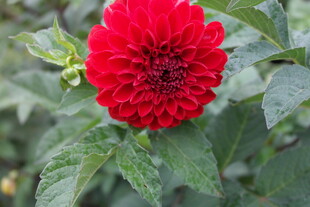 艳丽大丽花绽放