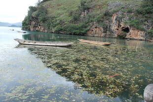 清澈湖水中的漂浮木