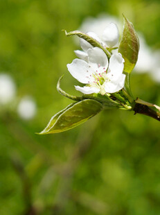 枝头绽放的白色娇艳花朵