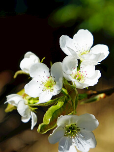 洁白梨花绽放枝头