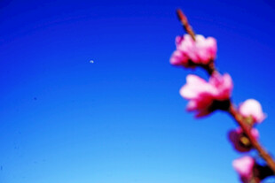 蓝天映衬下的娇艳桃花