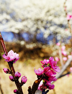 春日绽放的娇艳桃花
