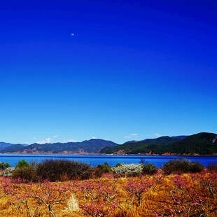 湖畔绚烂花田与远山蓝天