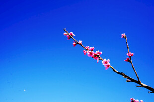 蓝天映衬下的粉嫩花枝