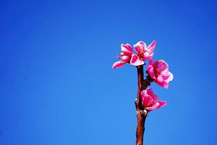 蓝天映衬下的娇艳桃花