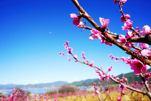 春日绽放的娇艳桃花