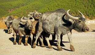 一群水牛行走在路上