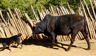 牛与狗对峙场景