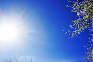 晴朗蓝天阳光与枝叶