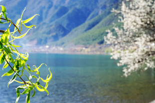 湖畔春景 花枝与青山相映