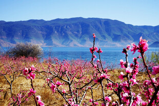 湖畔桃林绽放的春日美景